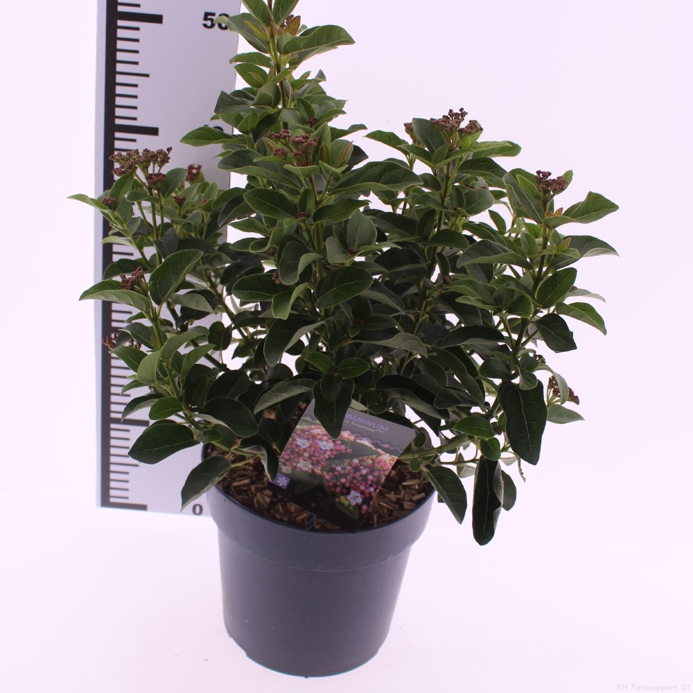 Picture of Viburnum tinus 'Lisarose'