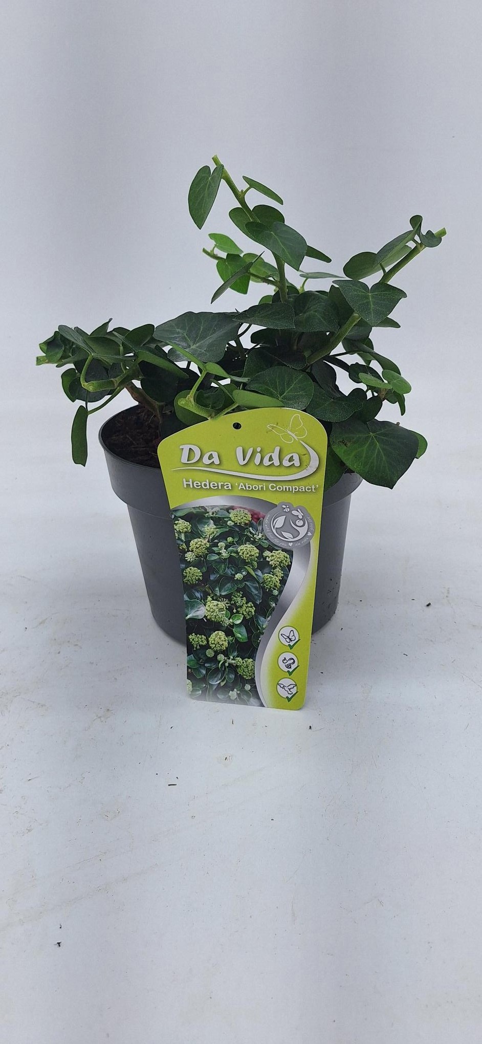 Picture of Hedera Arbori Compact