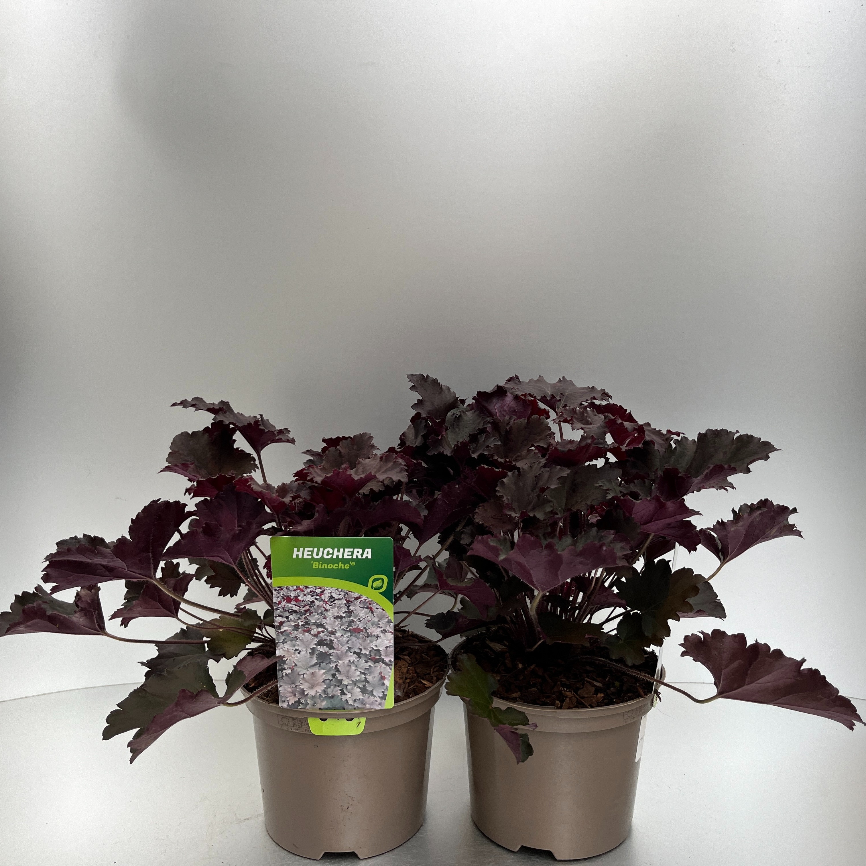 Picture of Heuchera Binoche P17 (2 Ltr)