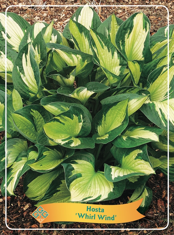 Picture of Hosta Mix 6x10 srt. per shelve P11