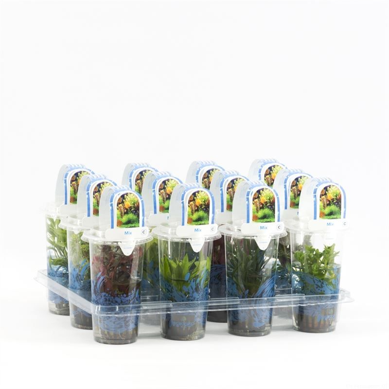 Cryptocoryne in beker