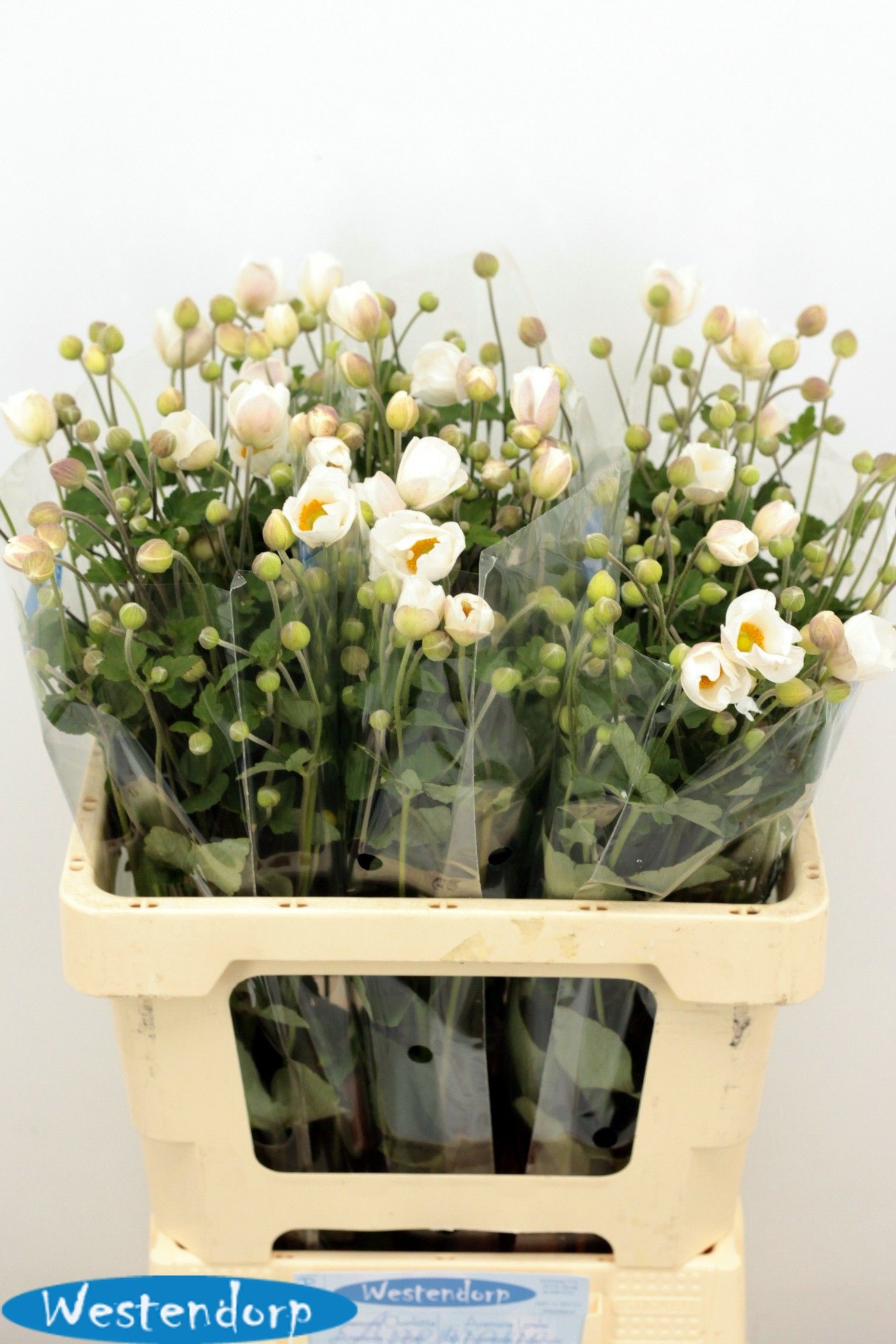 Anemone 60cm
