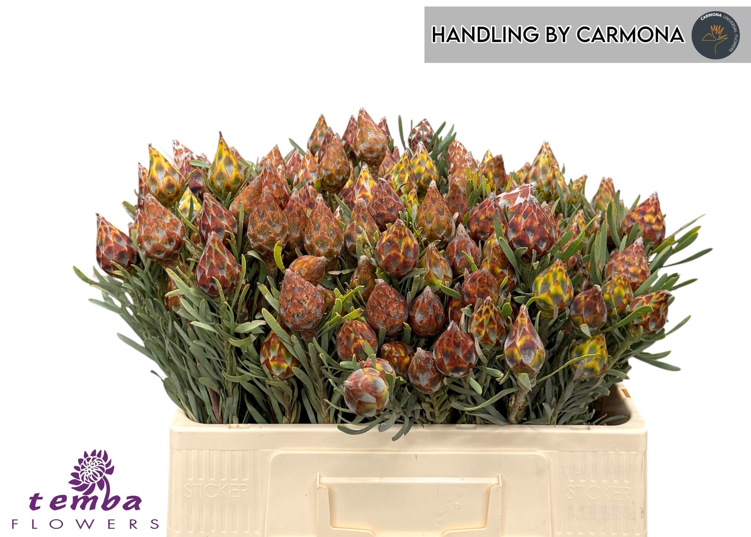 Leucadendron Rubrum Bnch 50cm