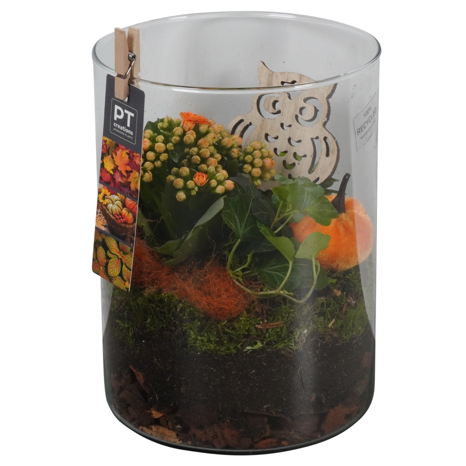 Picture of PTHG1738 Arrangement Autumn in glass cylinder P15 23cm