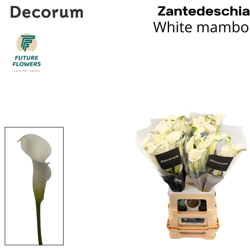 Calla White Mambo 70cm