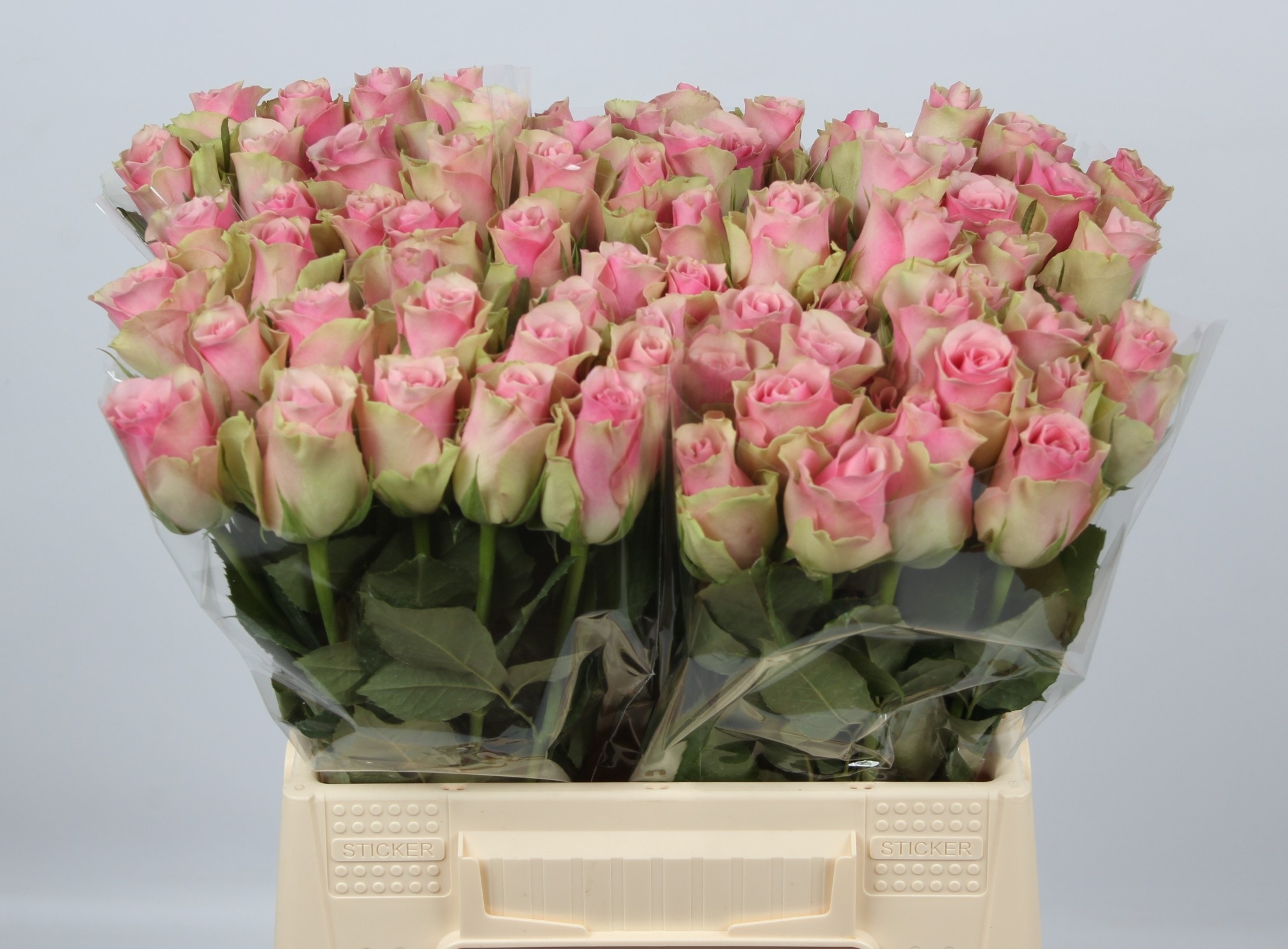 R Gr Belle Rose