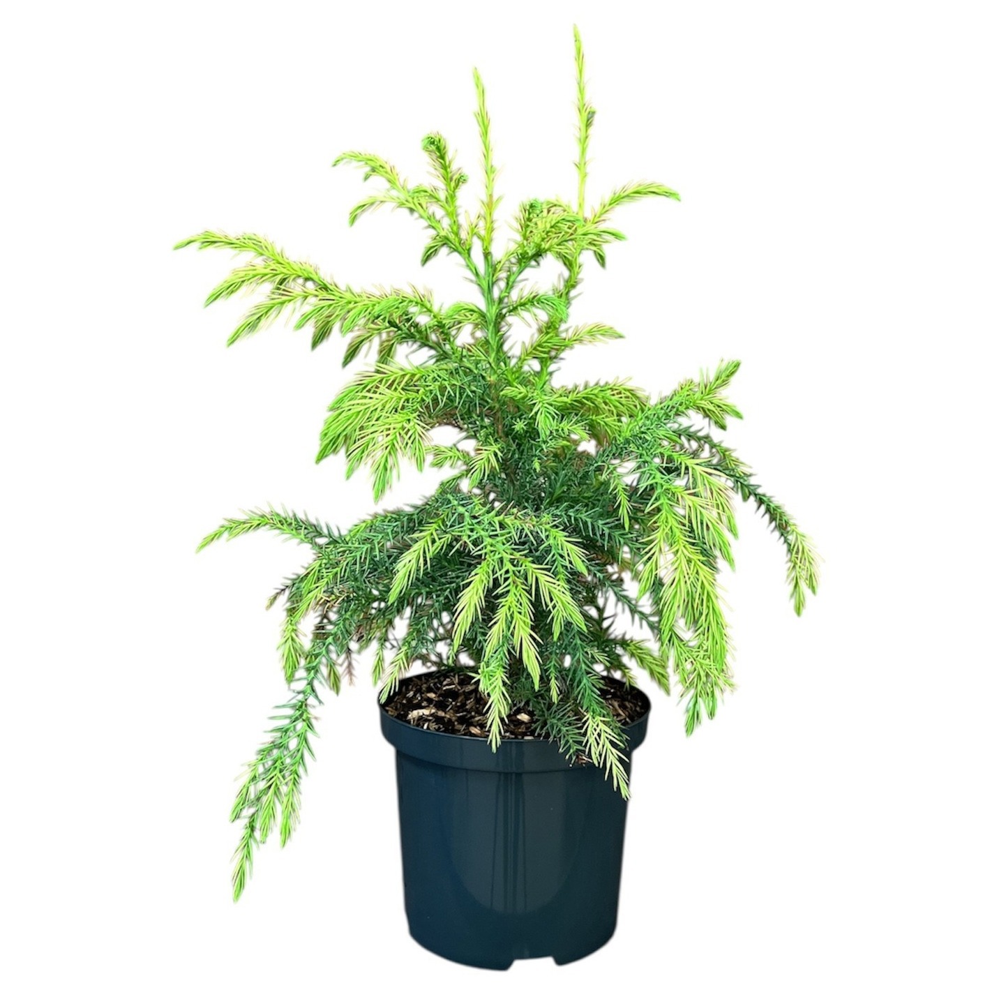 Cryptomeria japonica 'Sekkan'