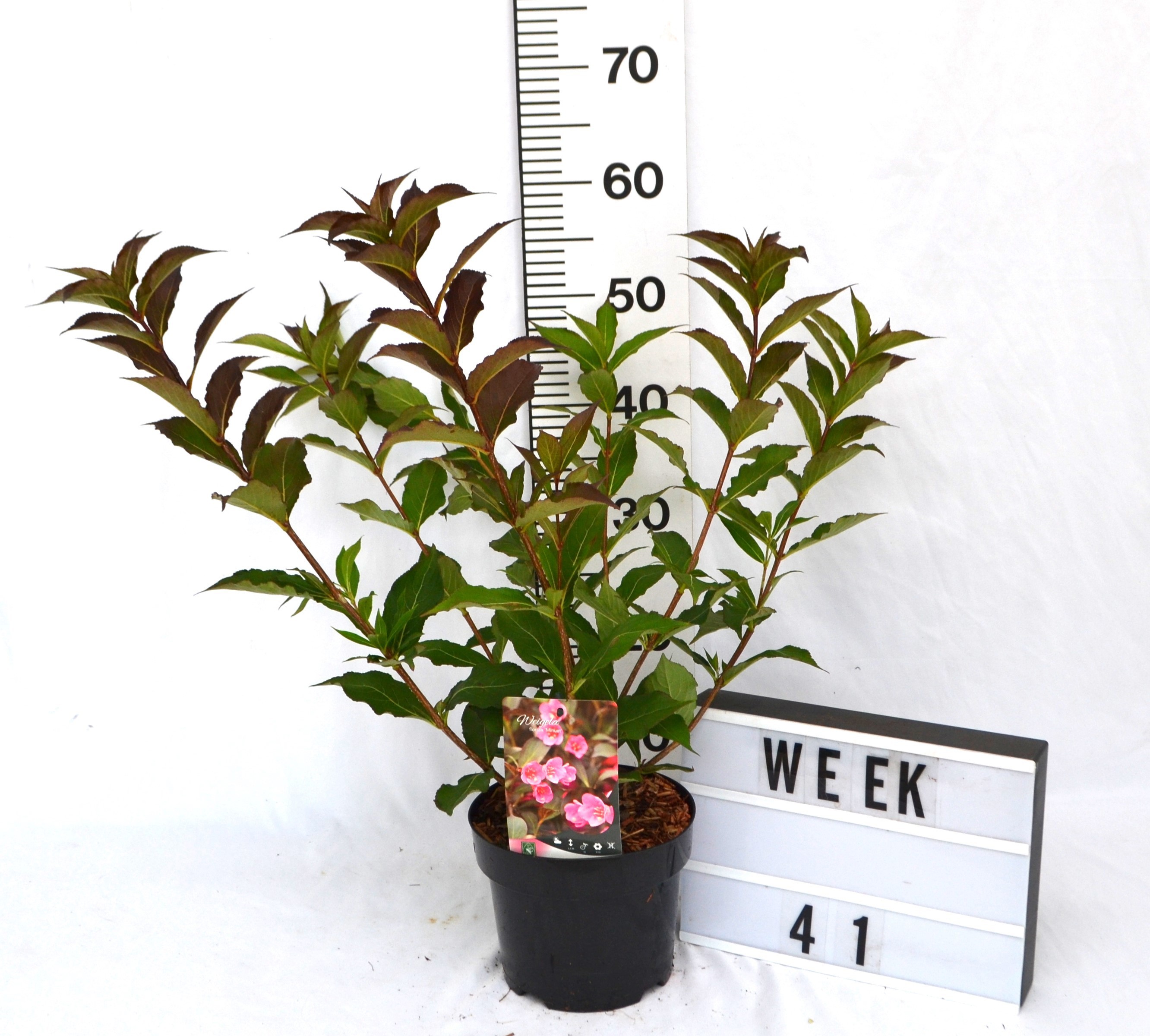 Weigela 'Minuet'