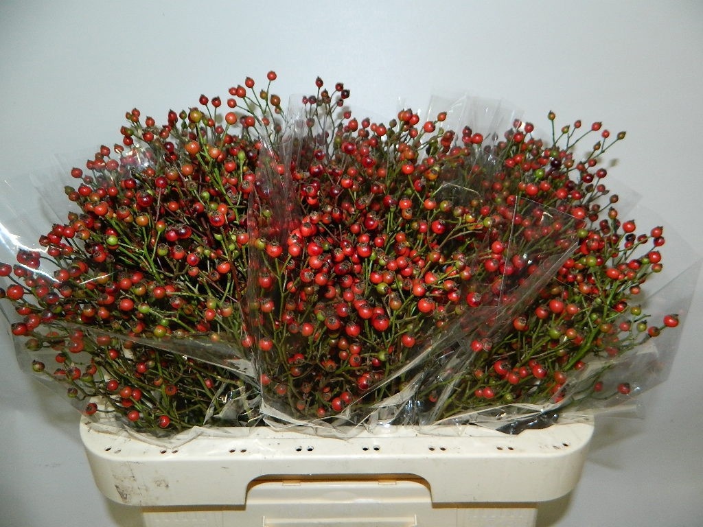 Rosa Coffe Fruitilia 60cm
