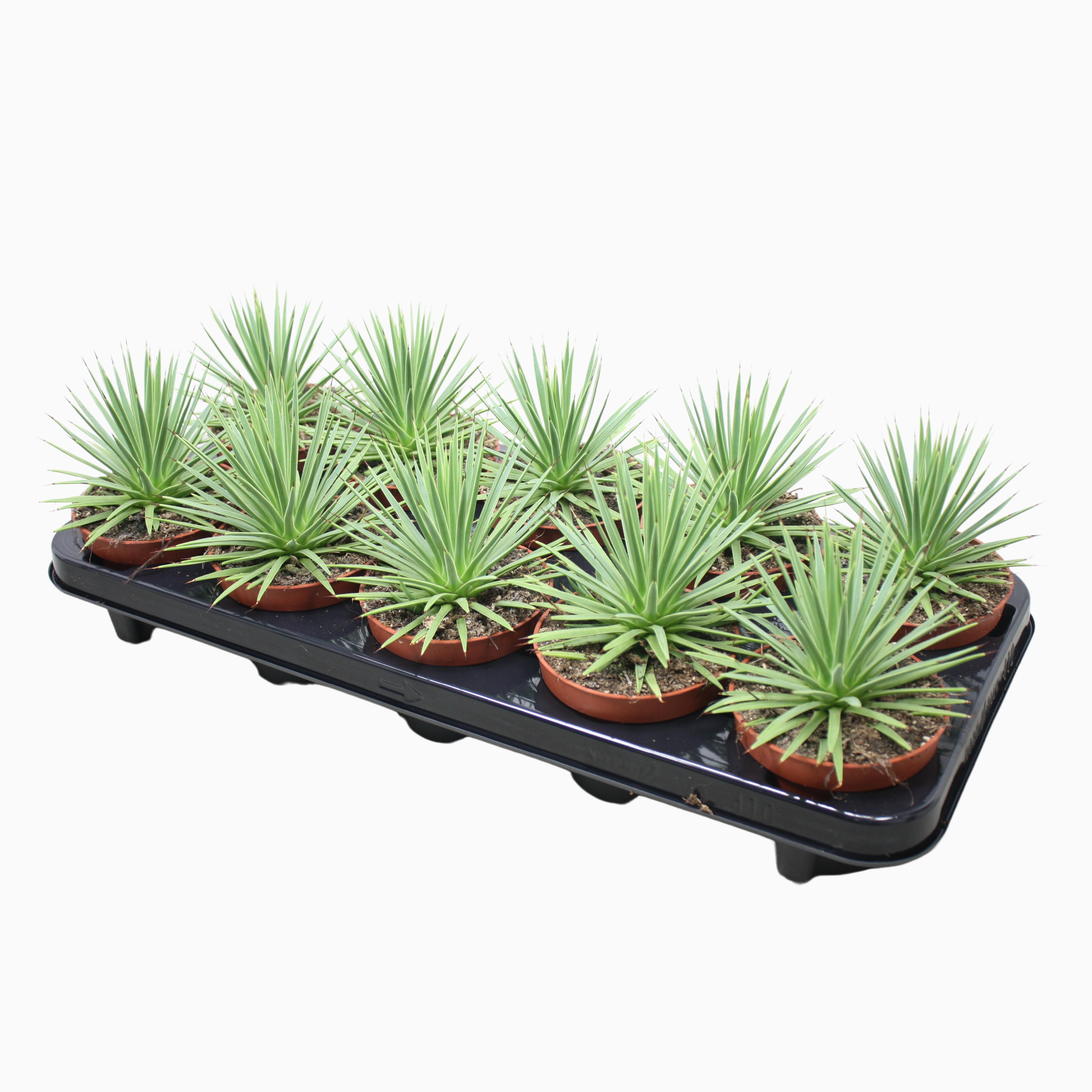 Agave stricta 'Nana' | Hamiplant