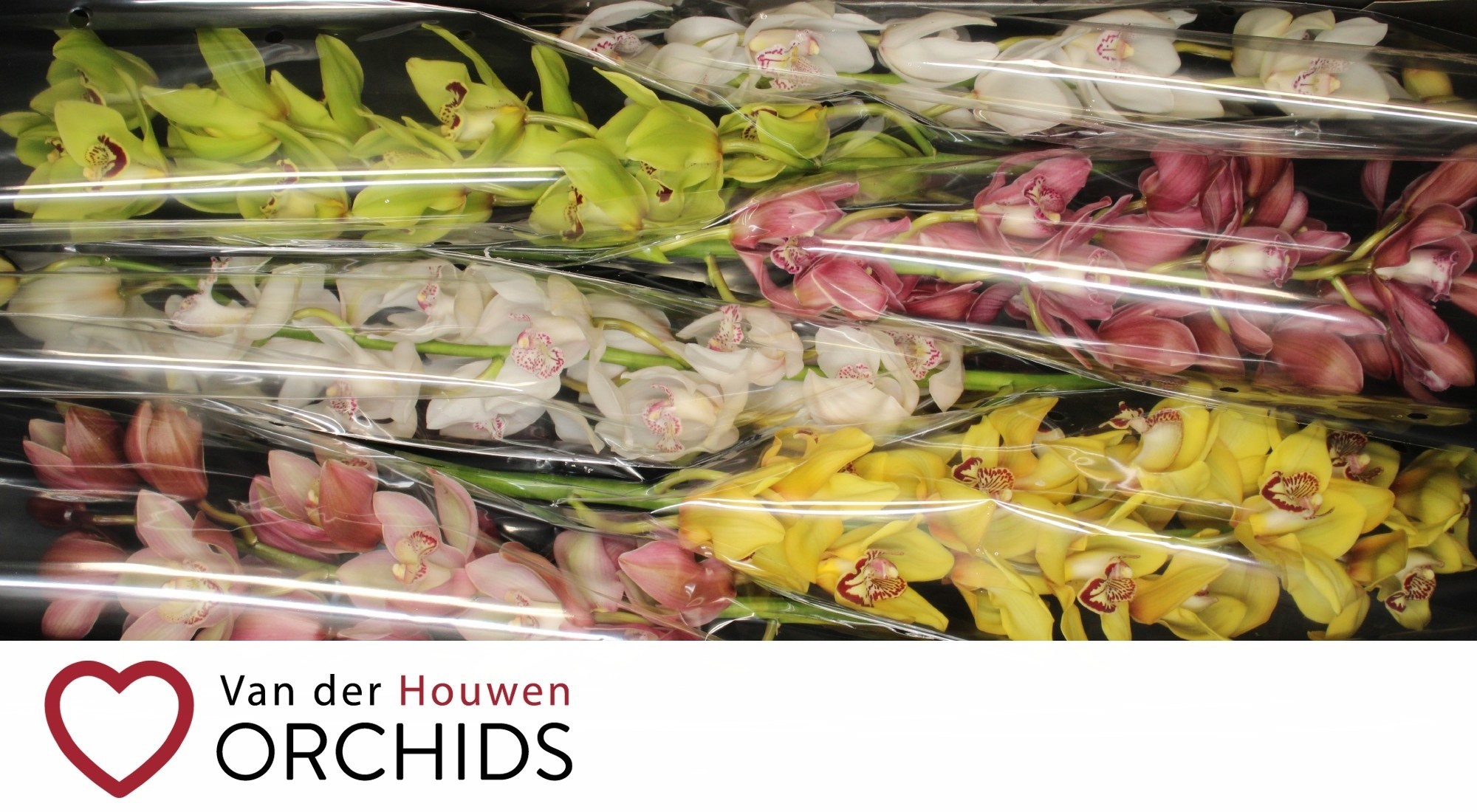 Cymbidium Asst 13bl
