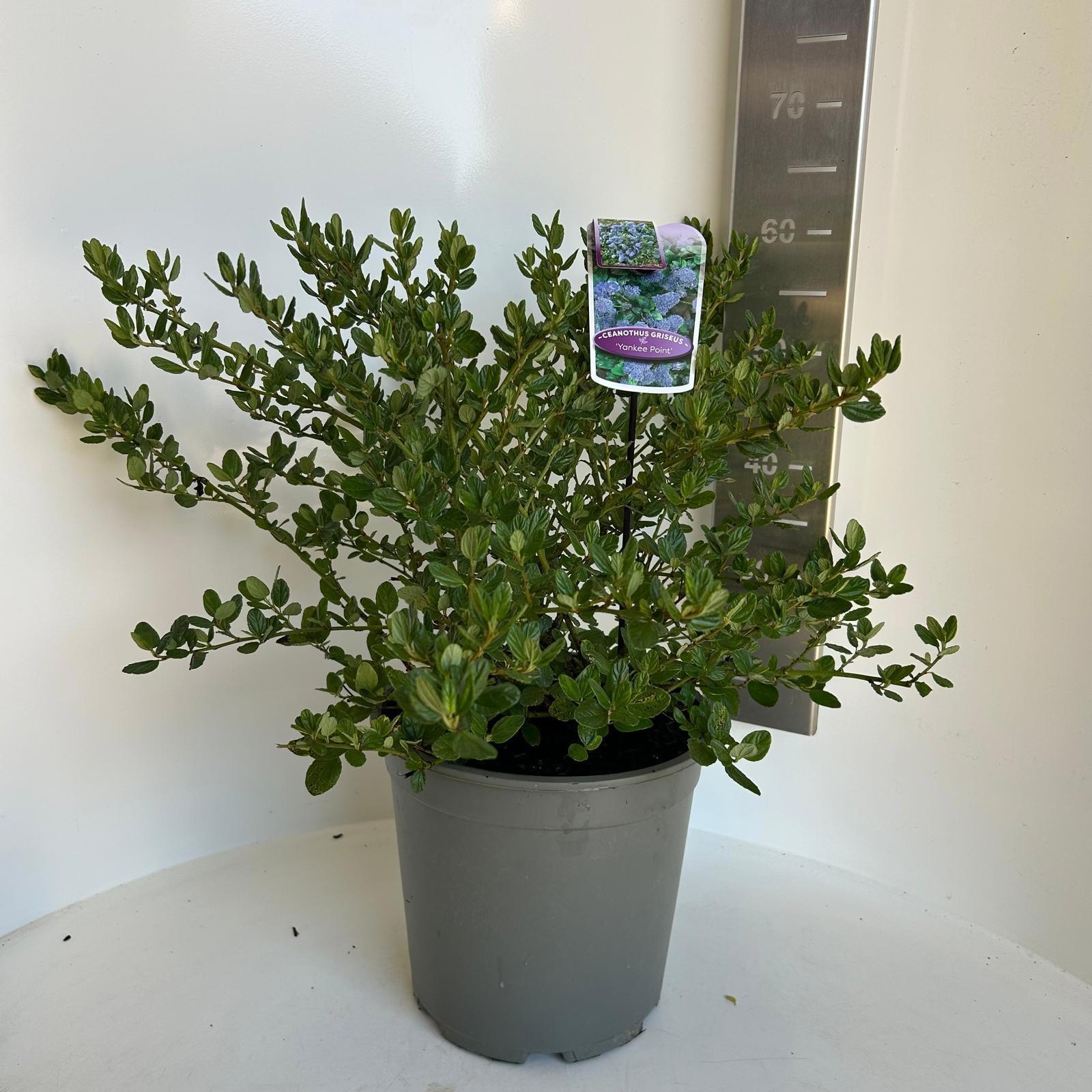 Ceanothus griseus 'Yankee Point'
