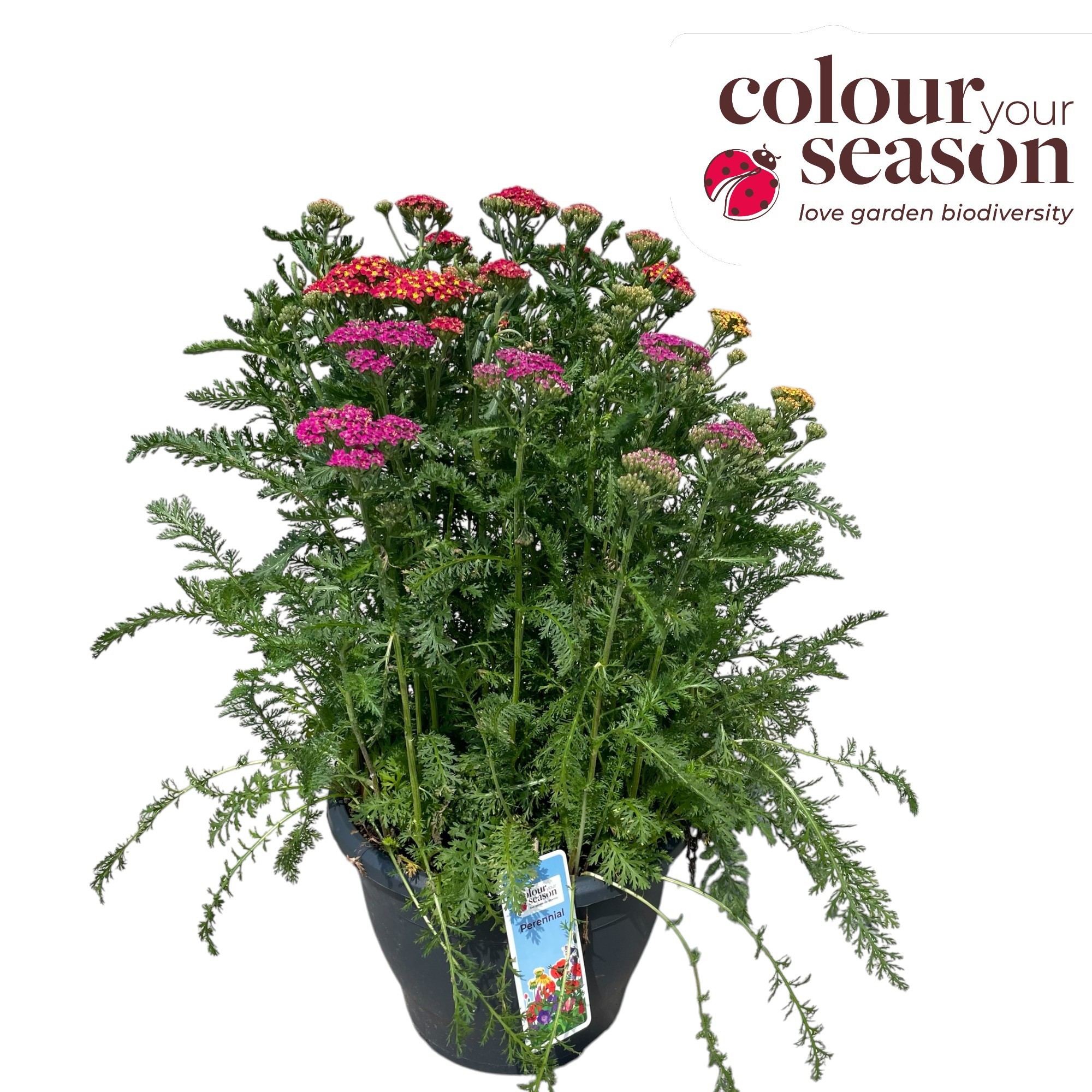 Achillea millefolium Milly Rock Trio