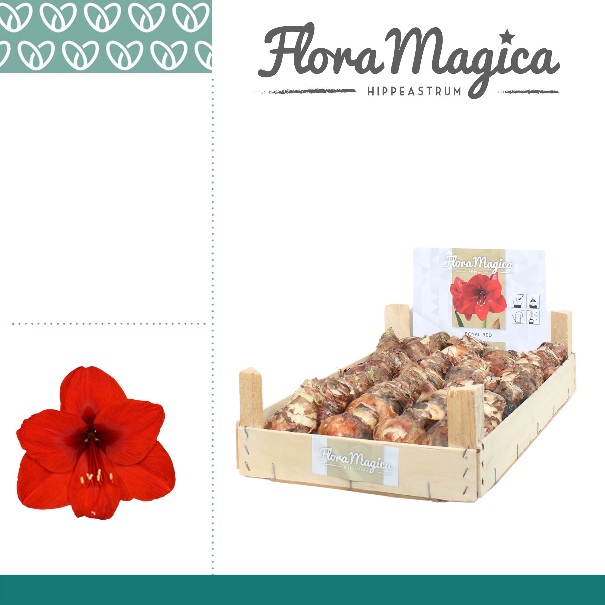 Amaryllis Bulb Red in Wooden Crate