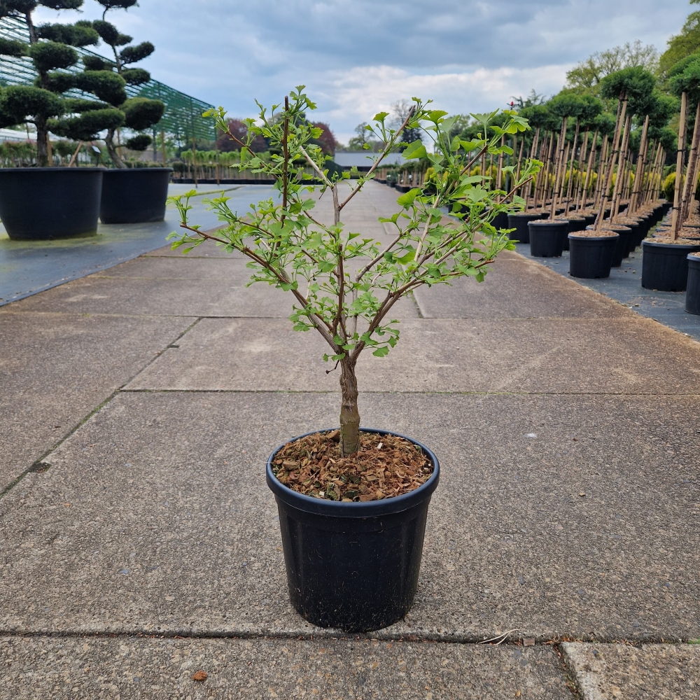 Picture of Ginkgo biloba Little Emperor C8 40/50 (LOOSE)