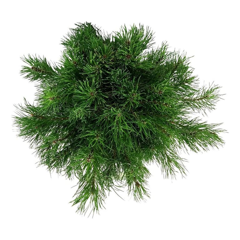 Picture of Pinus mugo pumilio