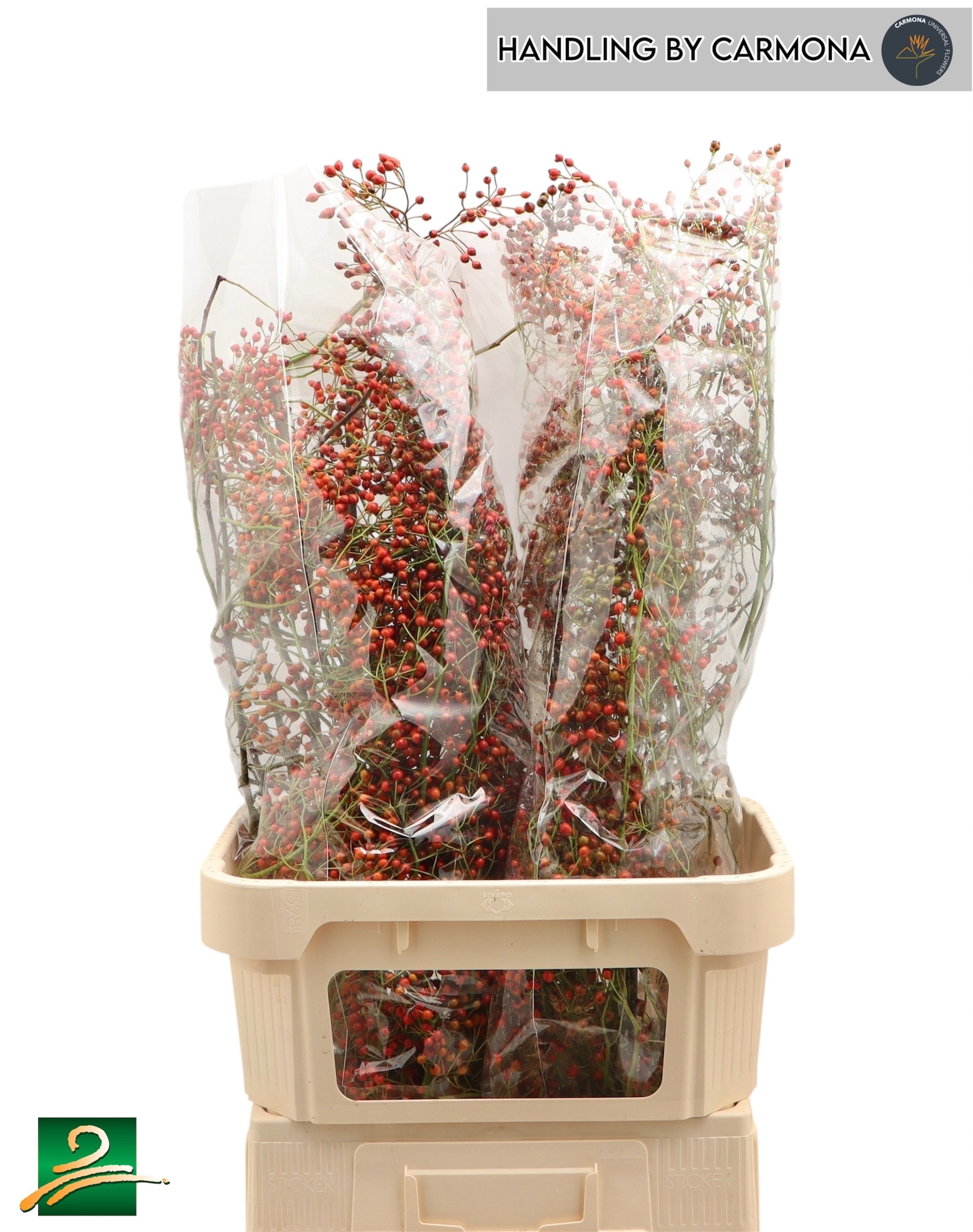 Rosehips Corallo 90cm