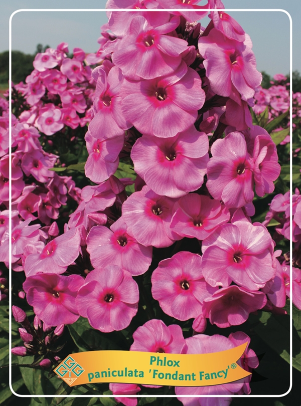 Picture of Phlox paniculata mix 6x10 srt. per shelve P11