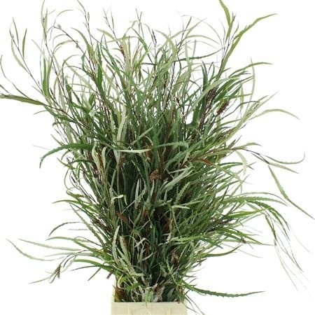 Gr Ivanhoe Bronze Bs 80cm 300gram
