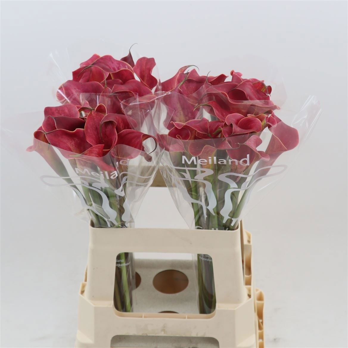 Calla Red Salsa 60cm