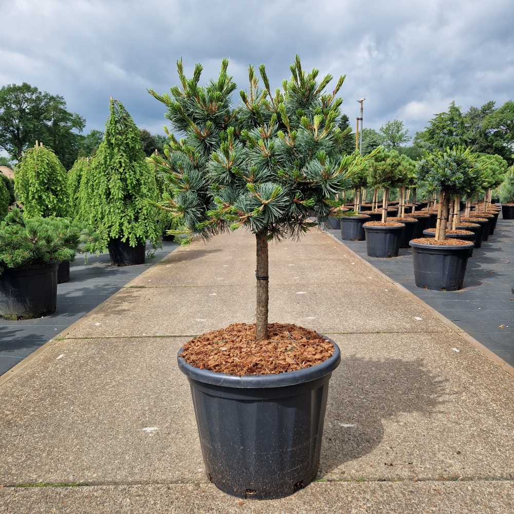 Picture of Pinus parviflora Negishi C35 40/STD