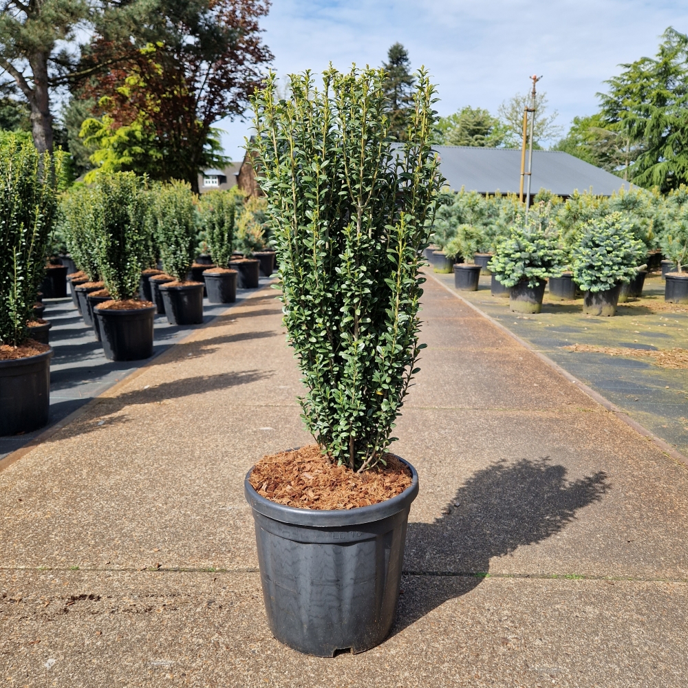 Picture of Ilex crenata Fastigiata C18 70/80