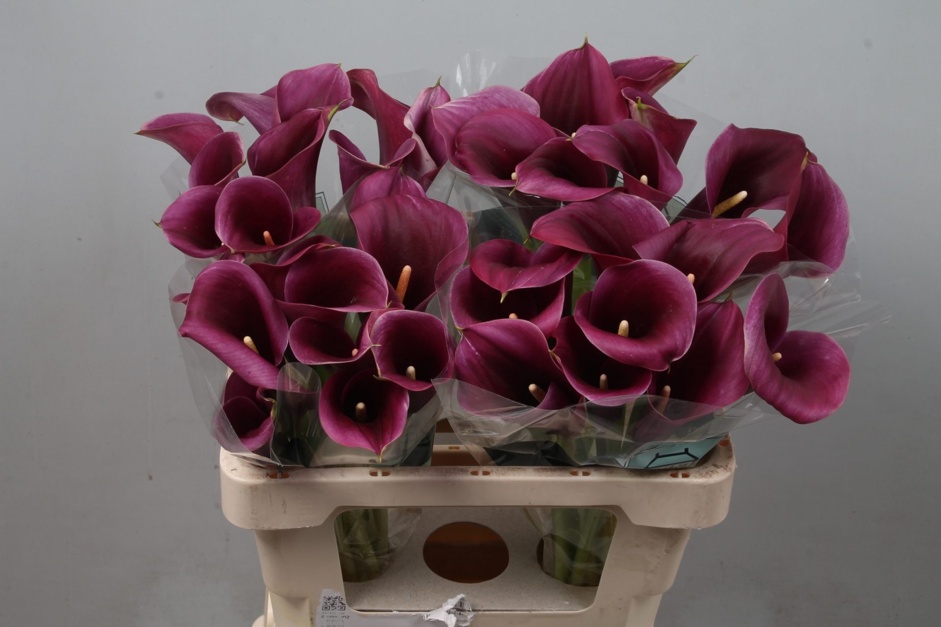 Calla Capt Promise 55cm