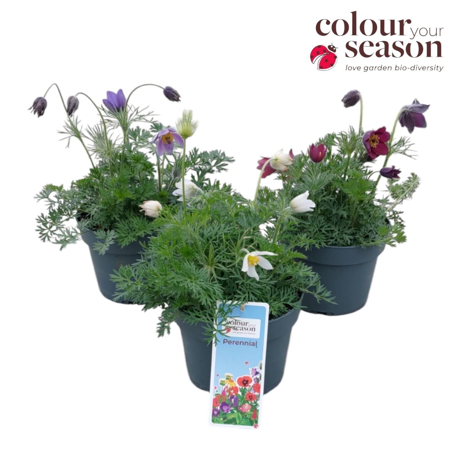 Pulsatilla vulgaris mix