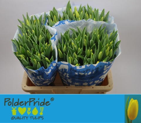 Tulipa Strong Gold 42cm 34gram