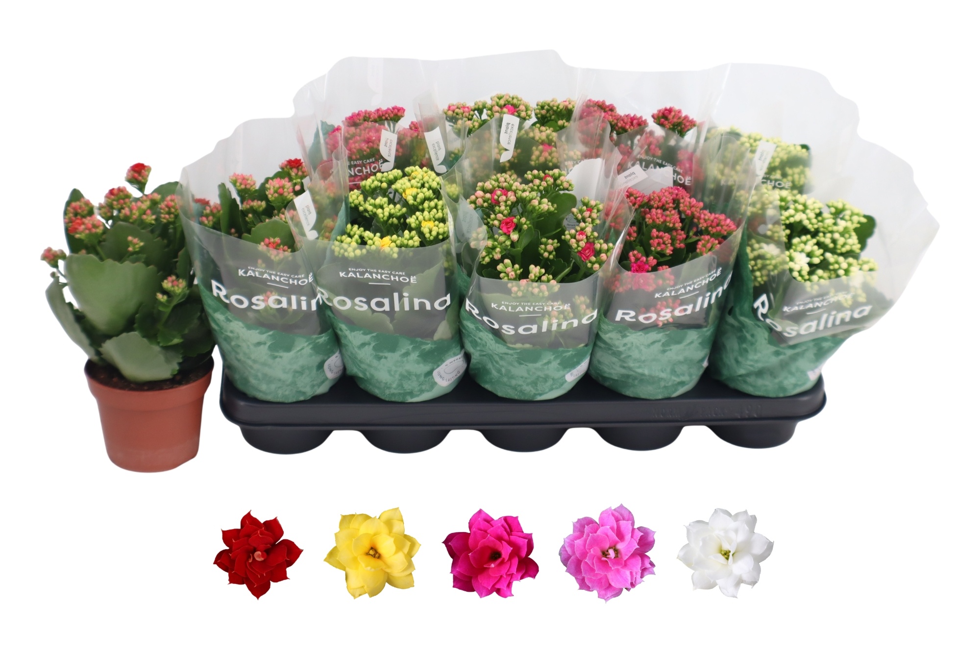Kalan B Ge R Gem 5KL 12Ø 27cm