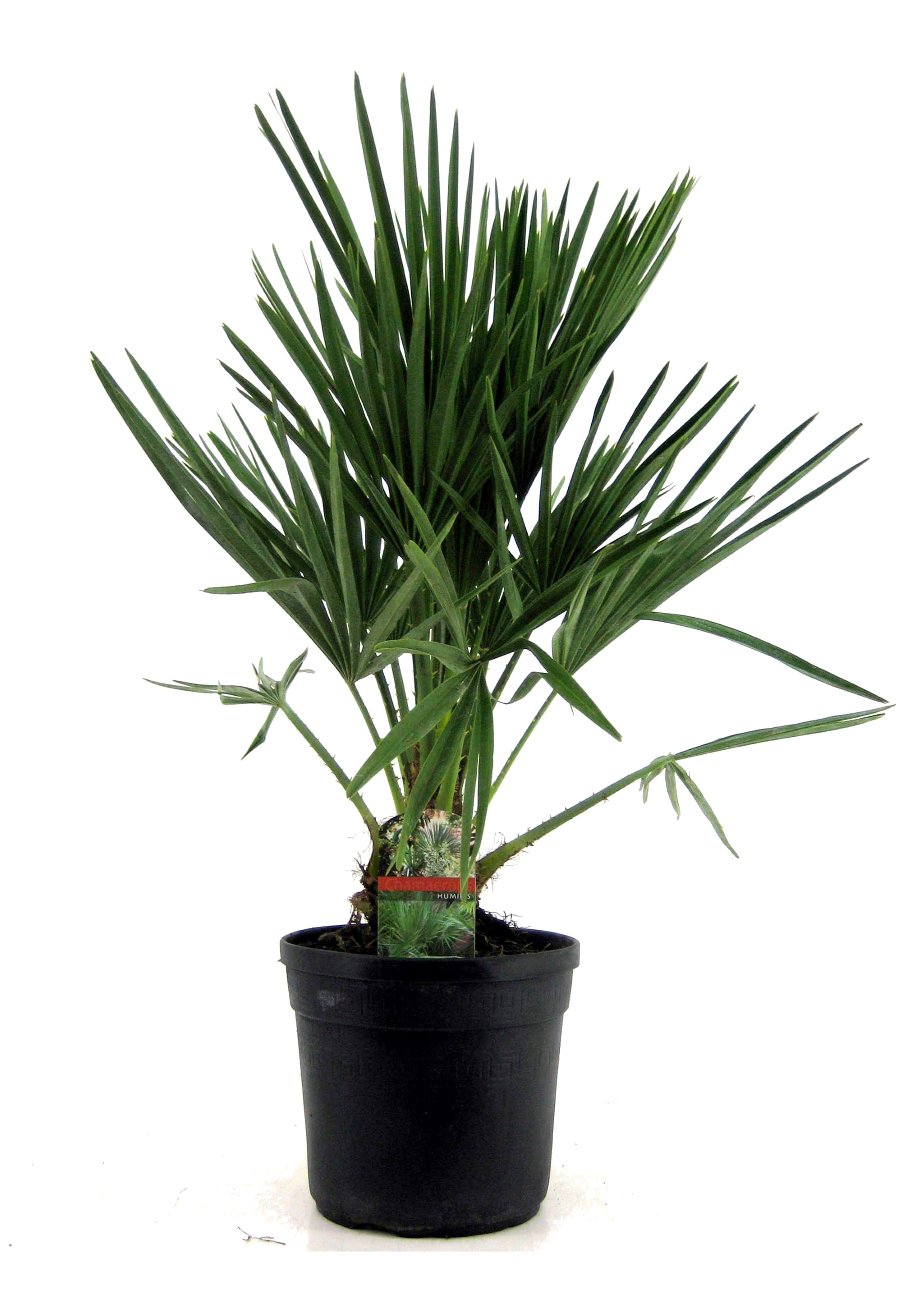 Picture of Chamaerops humilis P19 (3 Ltr)