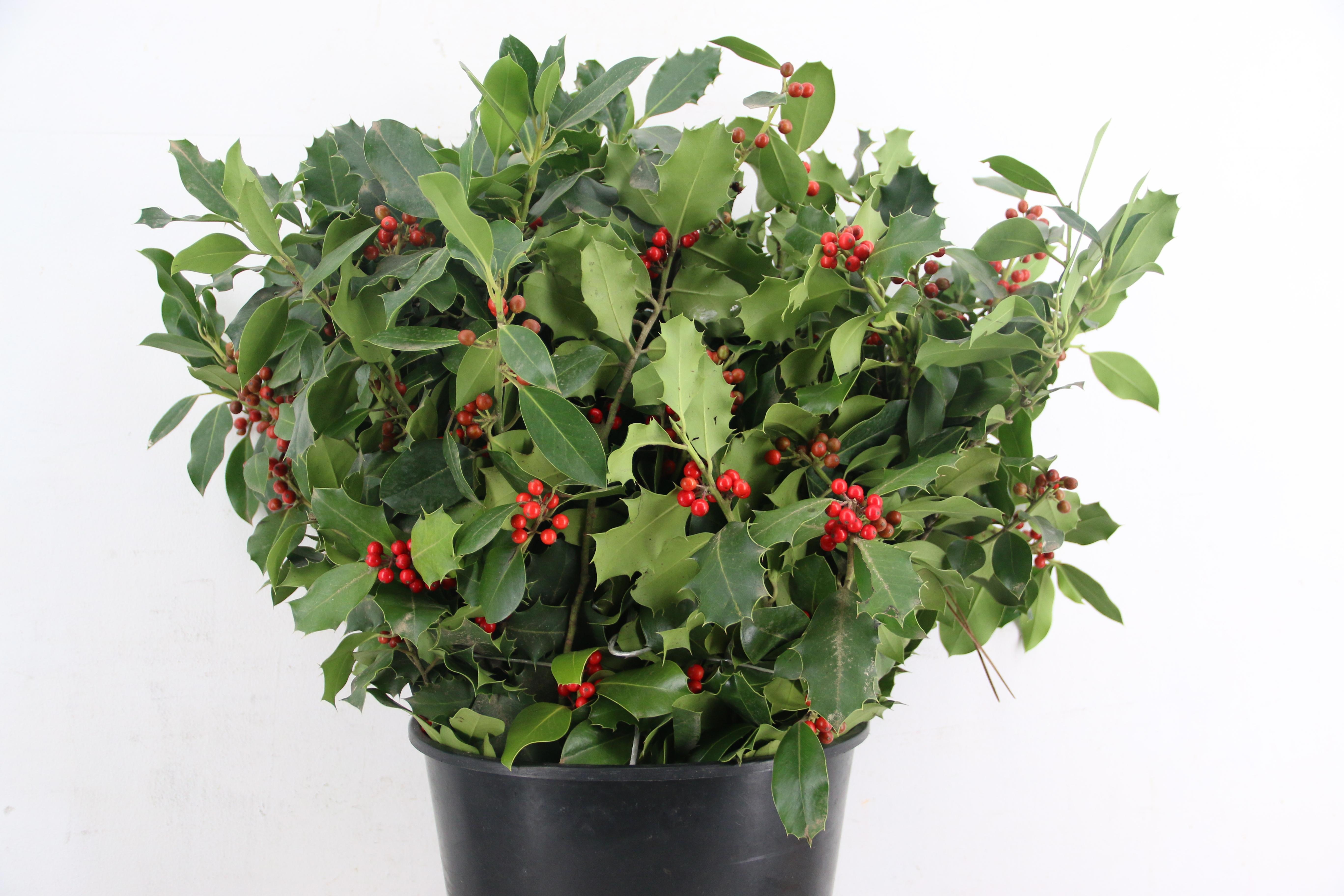 Ilex Vert Bs 60L.cm