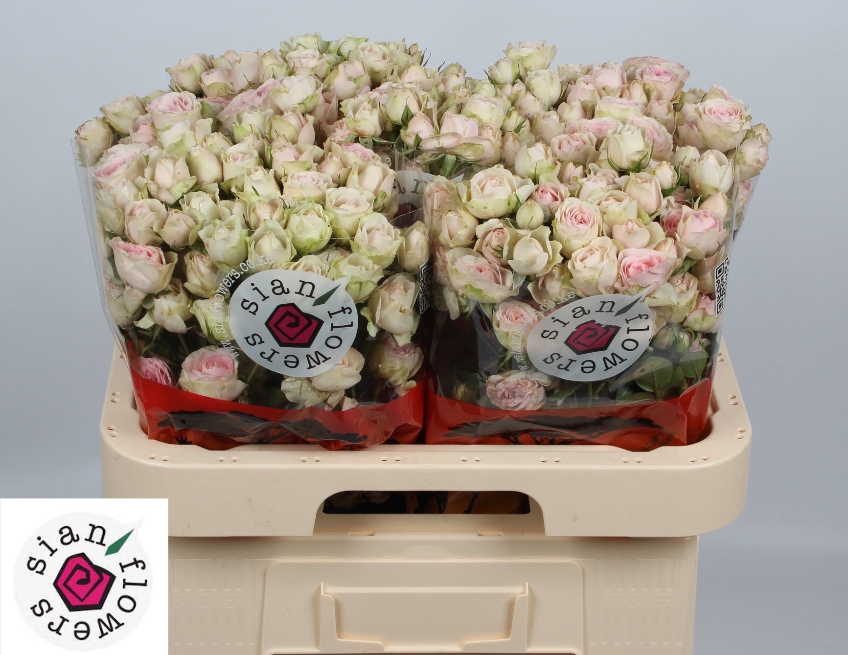 Rosa Spr Sweet Blossoms 60cm