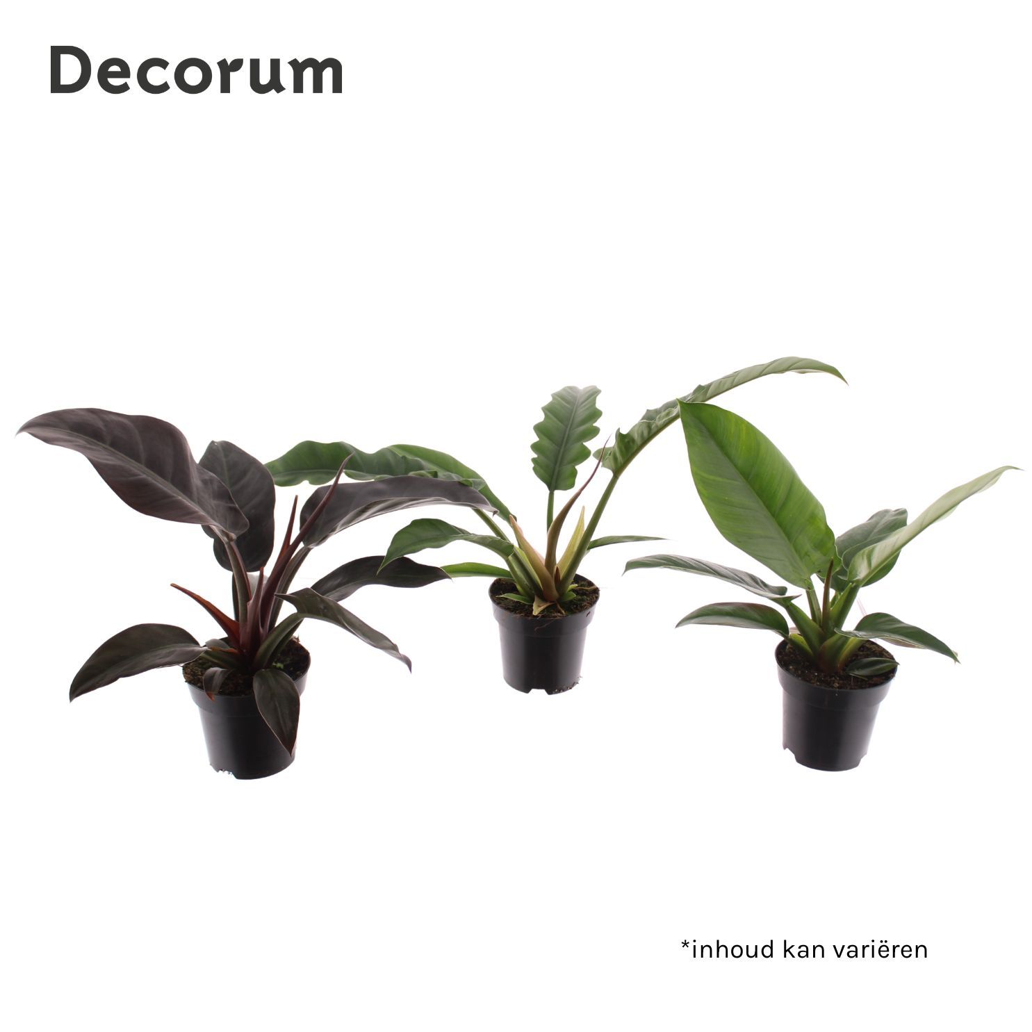 Picture of Philodendron mix (Decorum) Feel Green P14 45cm