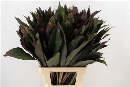 Cordyline Purple Com