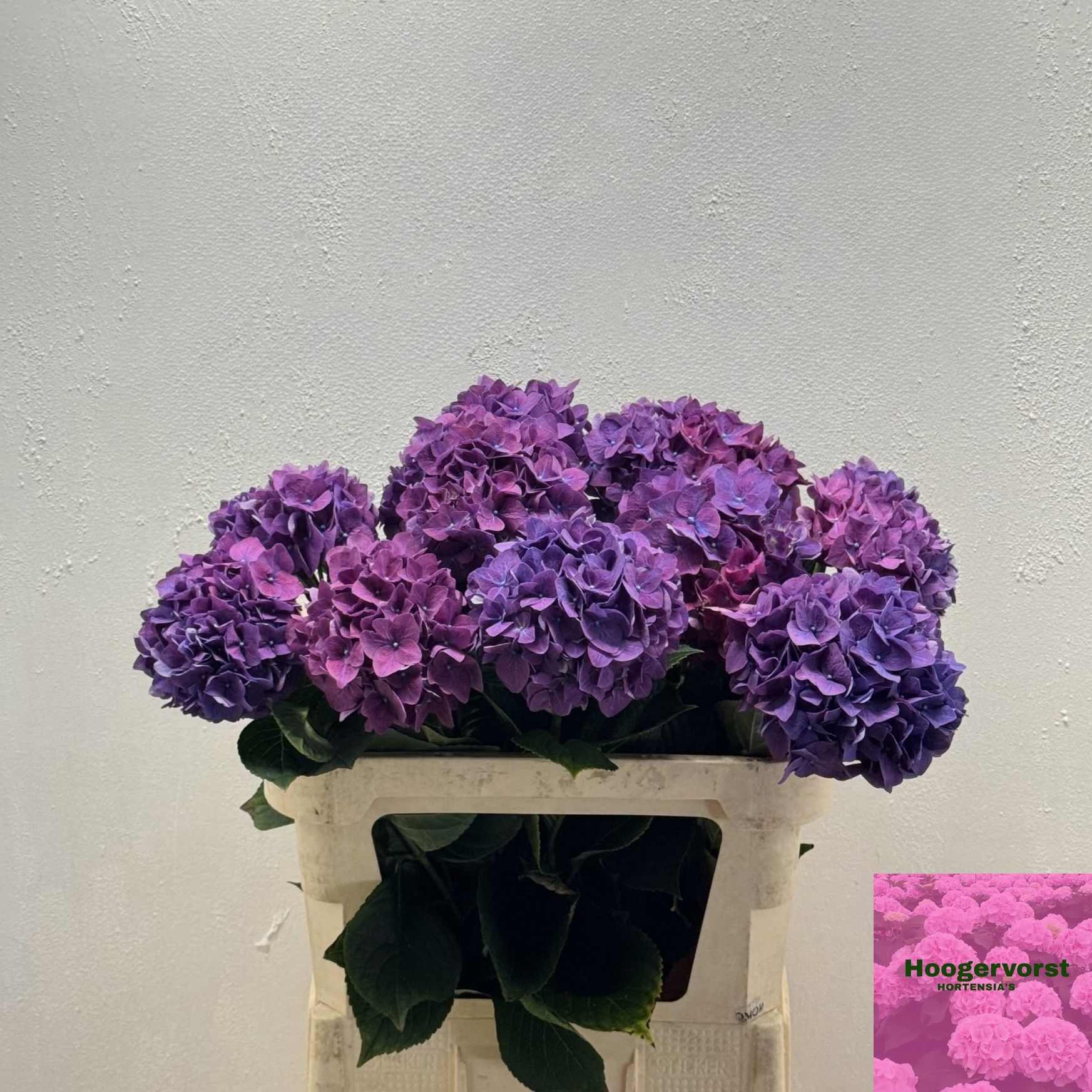 Hydrangea Rodeo Purple 80cm 17Ø