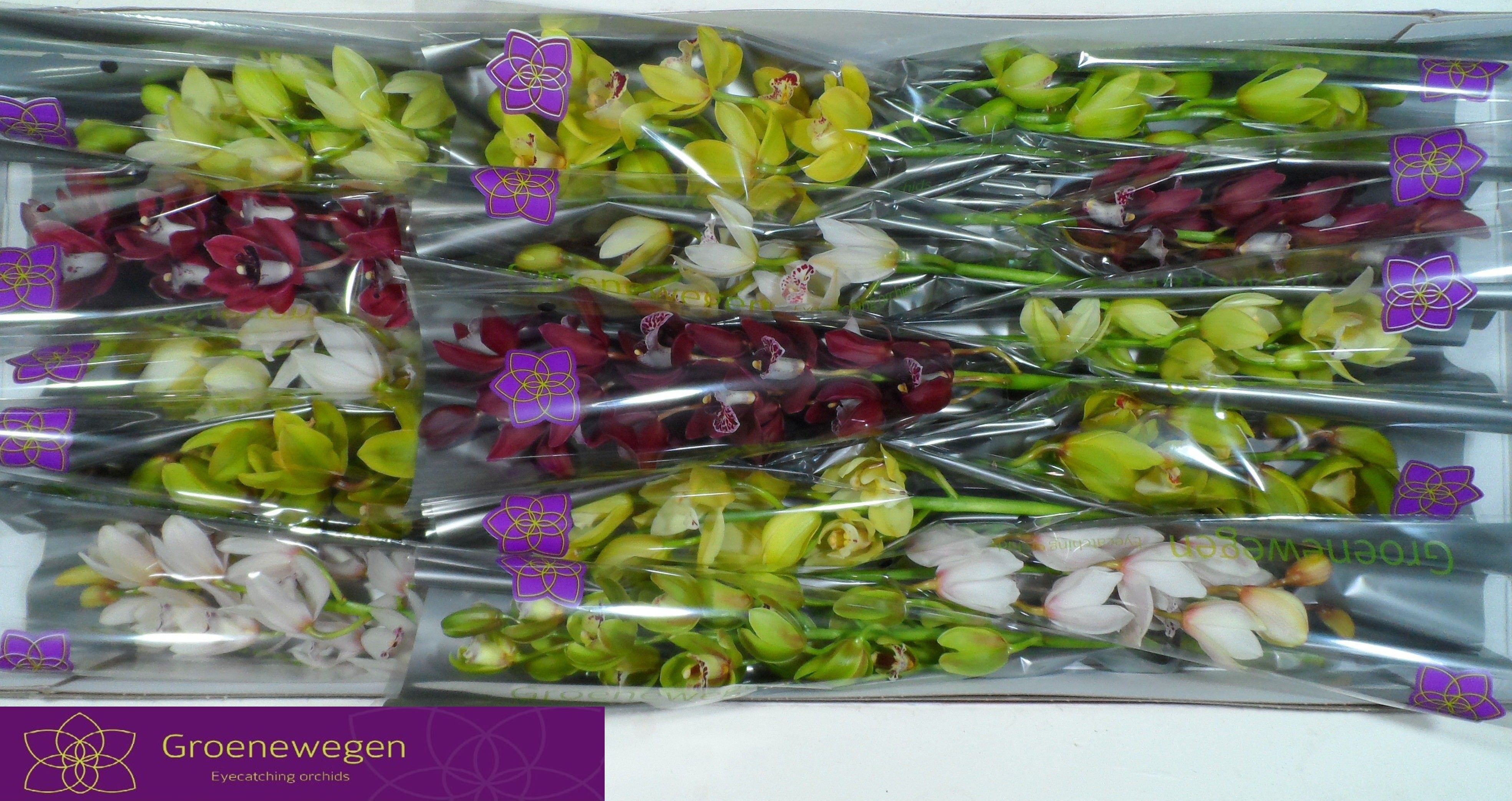 Cymbidium Asst Mini 50cm