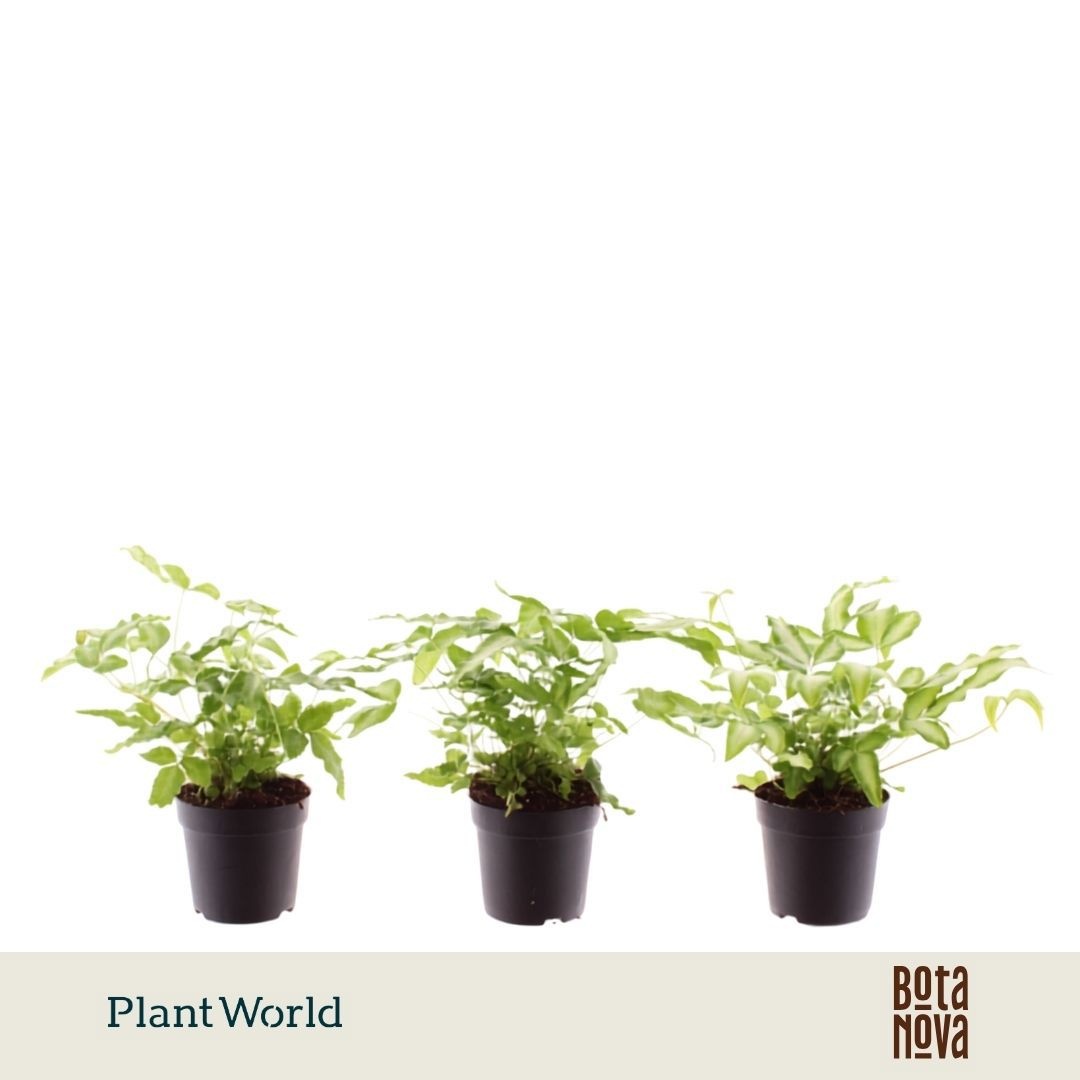Pteris cretica 'Albolineata'