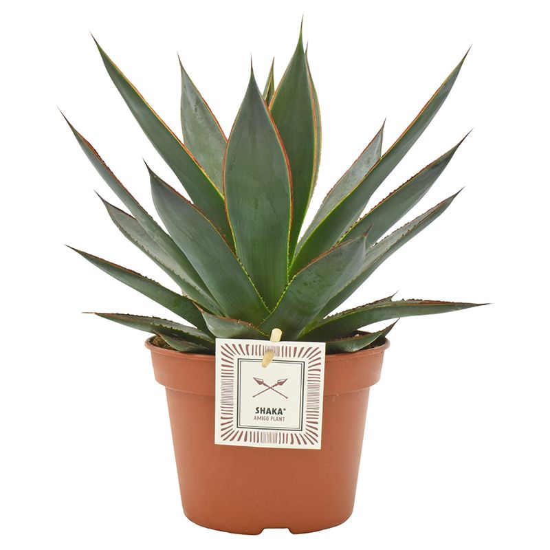 Agave 'Shaka Zulu' | Hamiplant