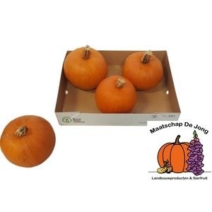 Cuc Maxima Halloween