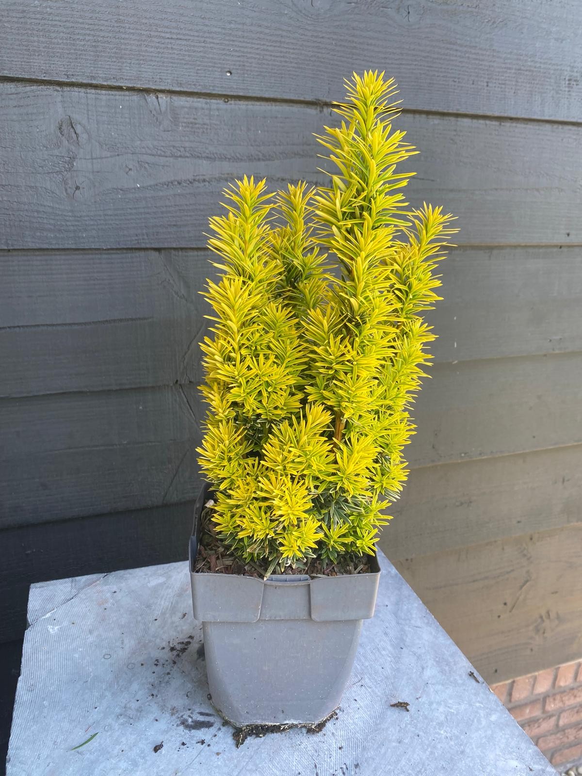 Picture of Taxus baccata 'David' P17