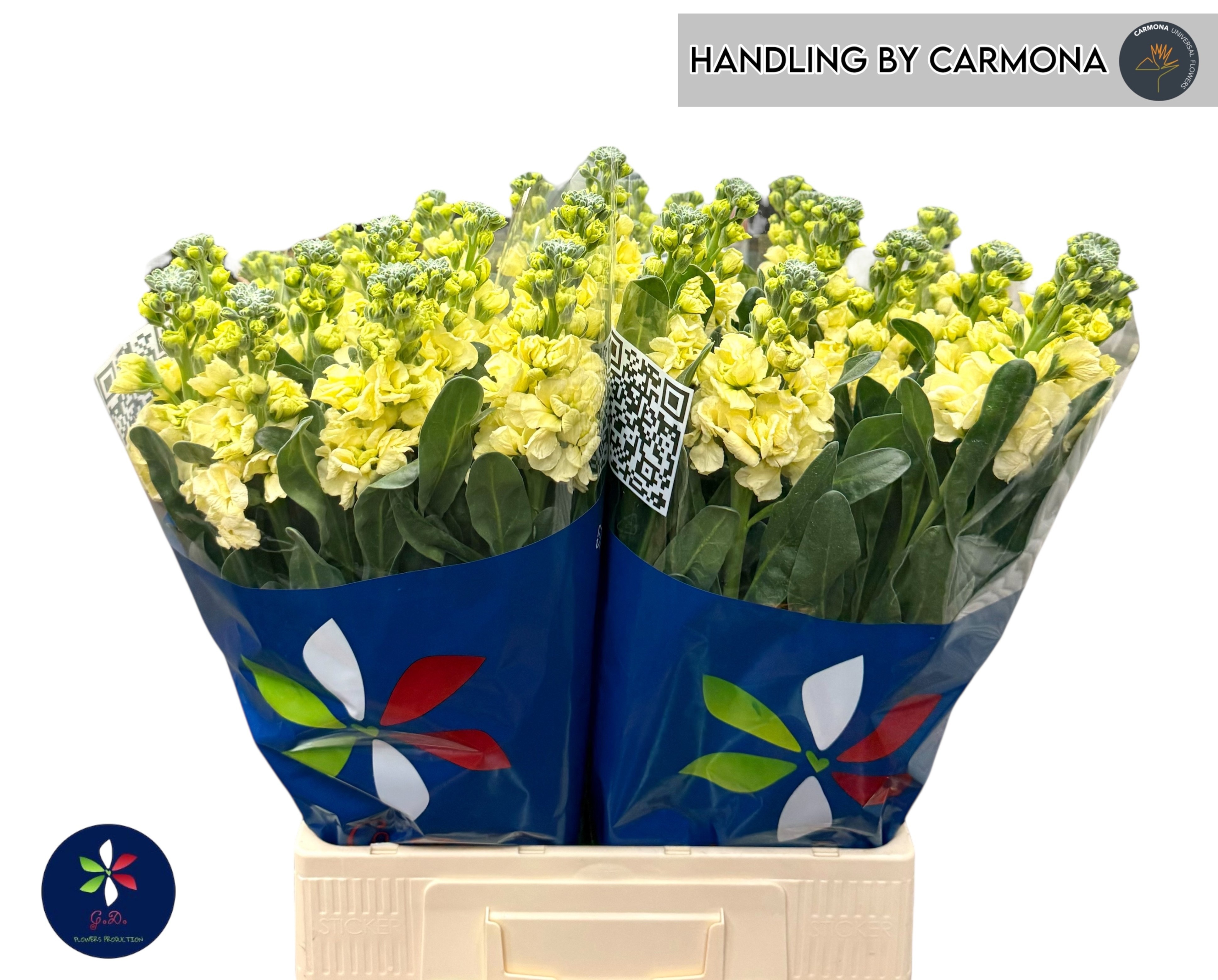 Matthiola Iron Yellow 70cm