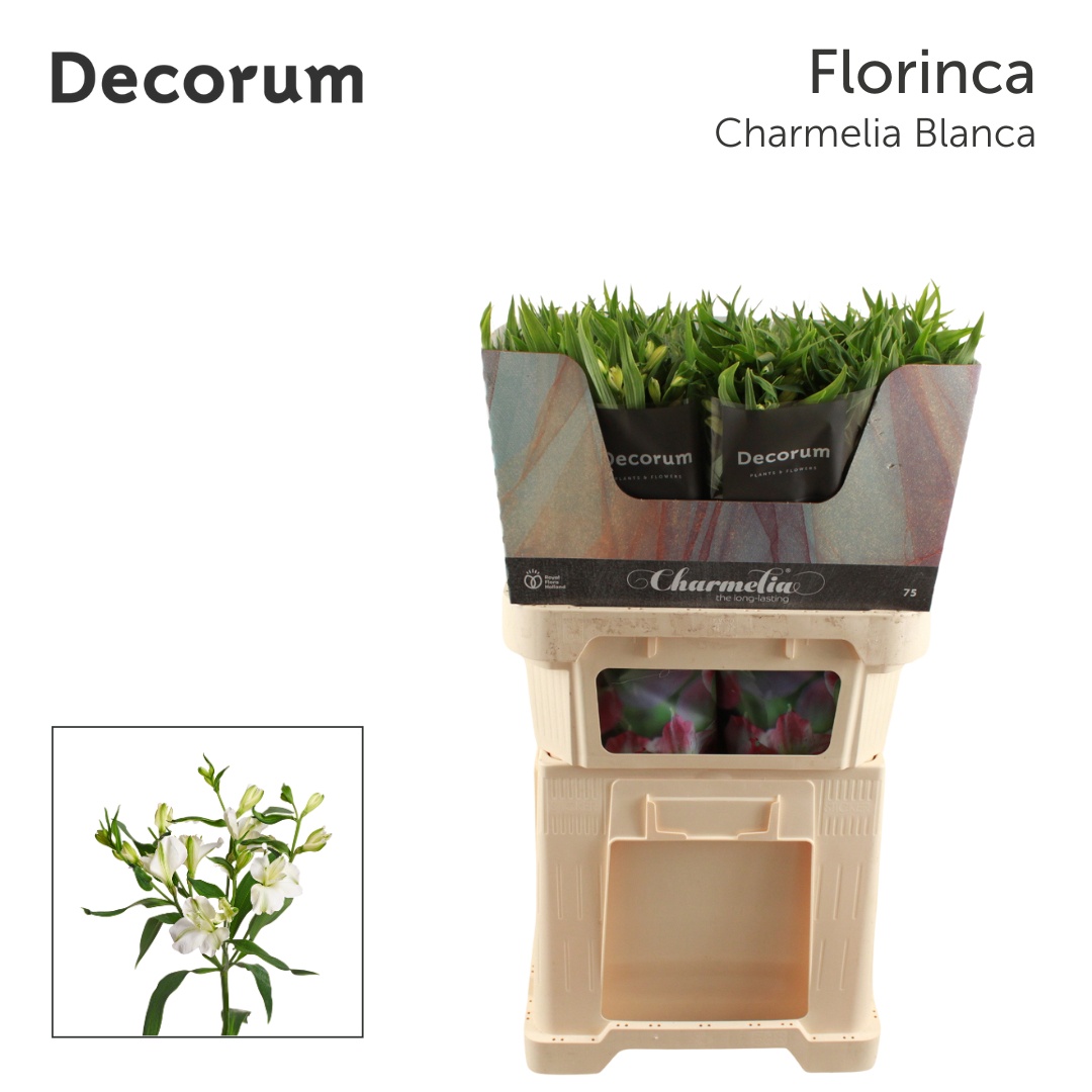 Alstr Fl Charmelia Blanca 70cm