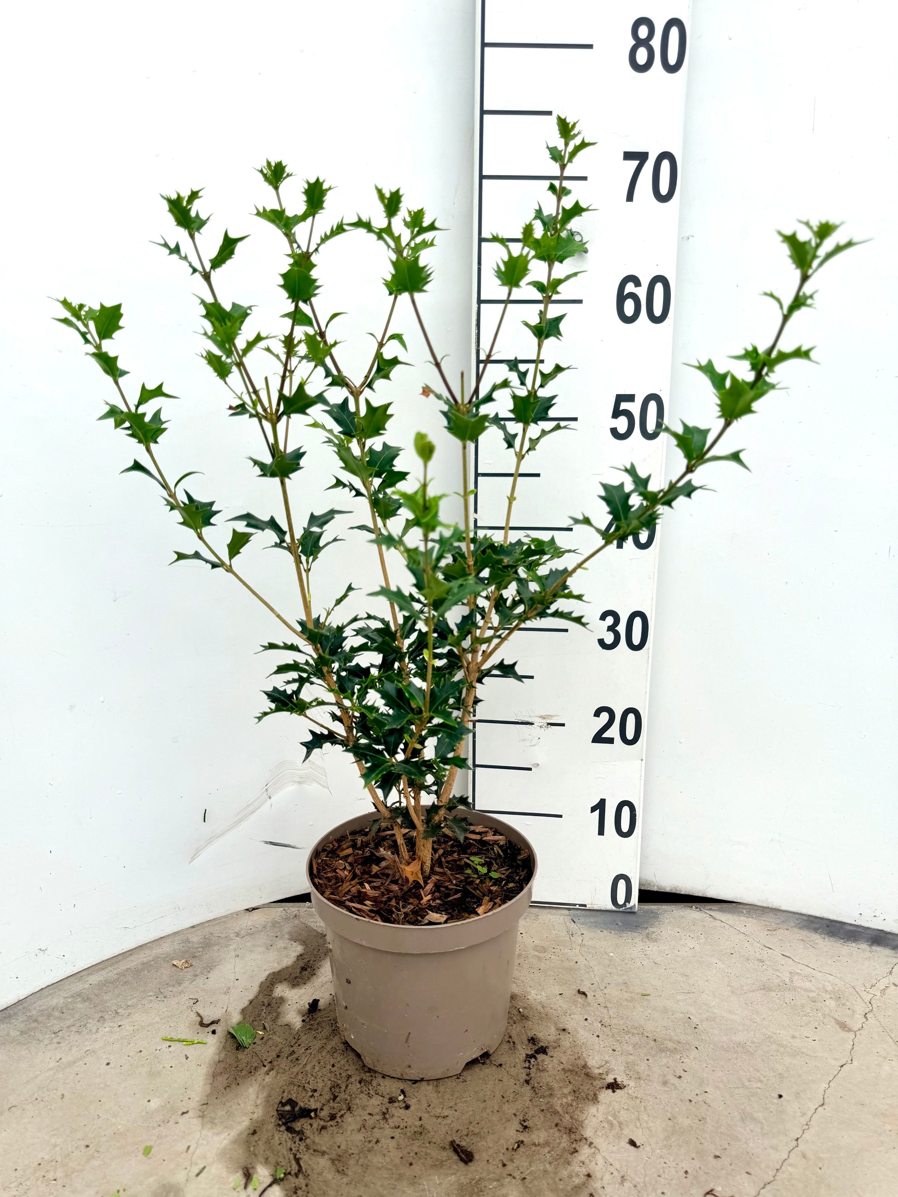 Osmanthus heterophyllus