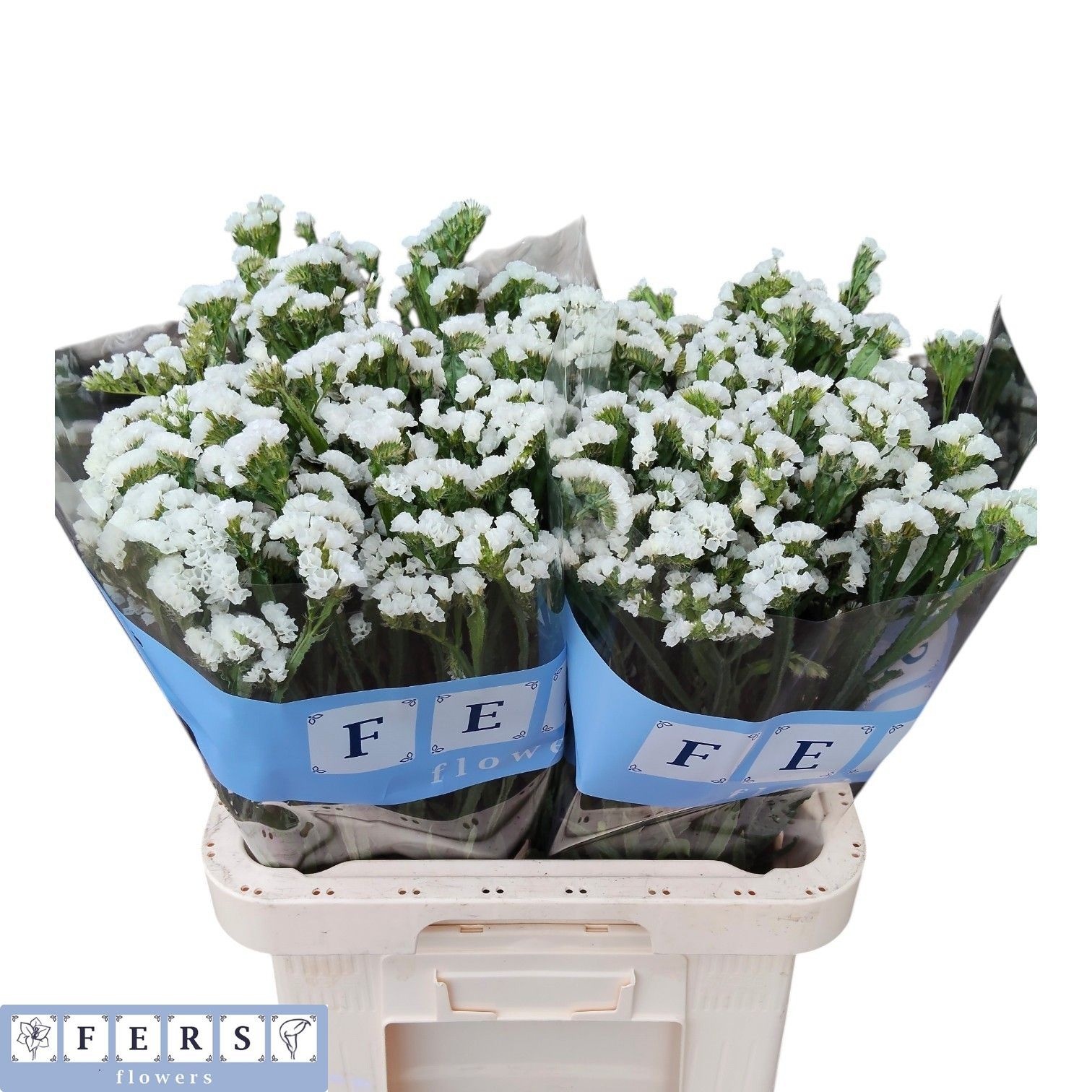 Limonium St Starlight Wings 70cm 40gram