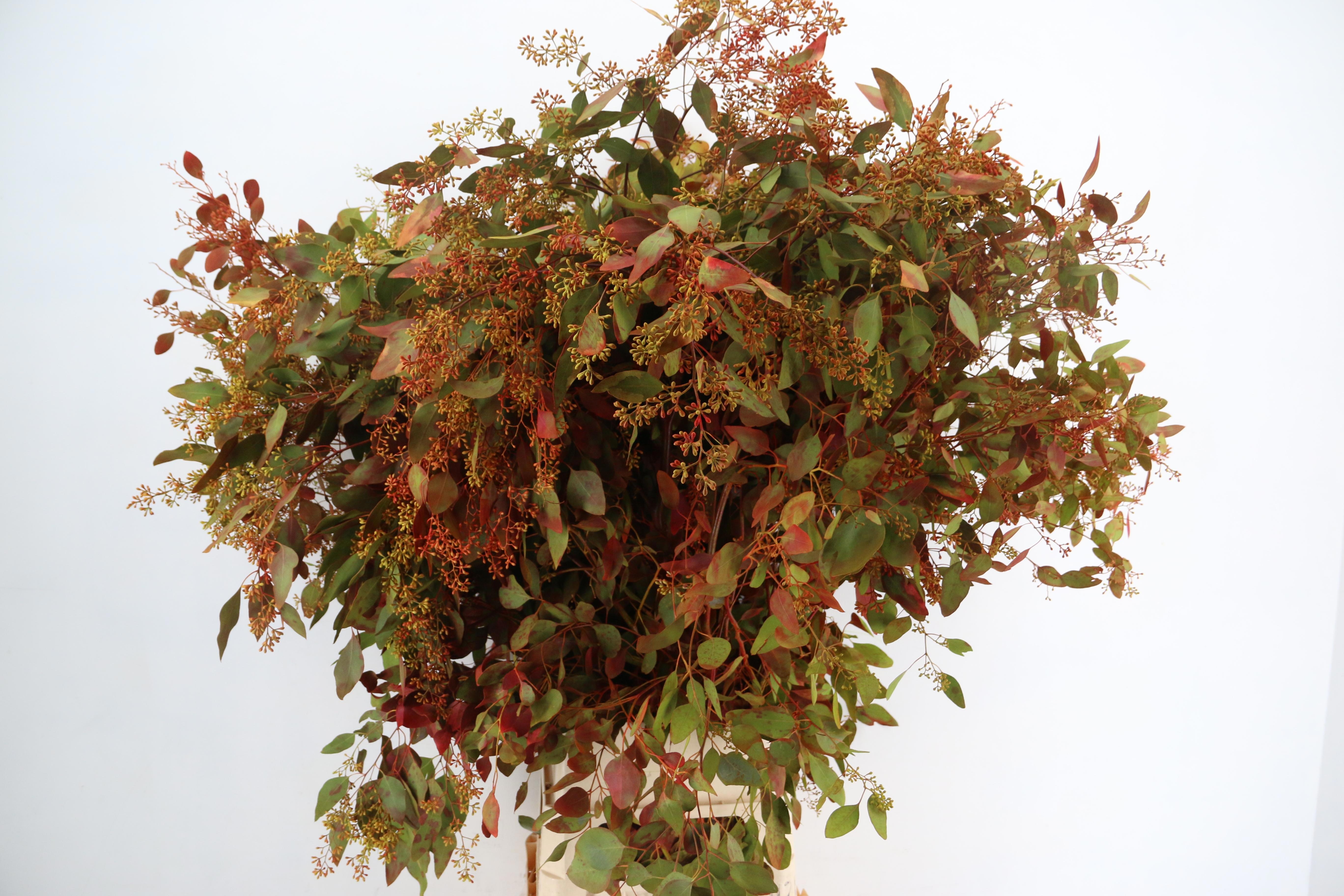 Eucalyp Klb Bs H% 150L.cm