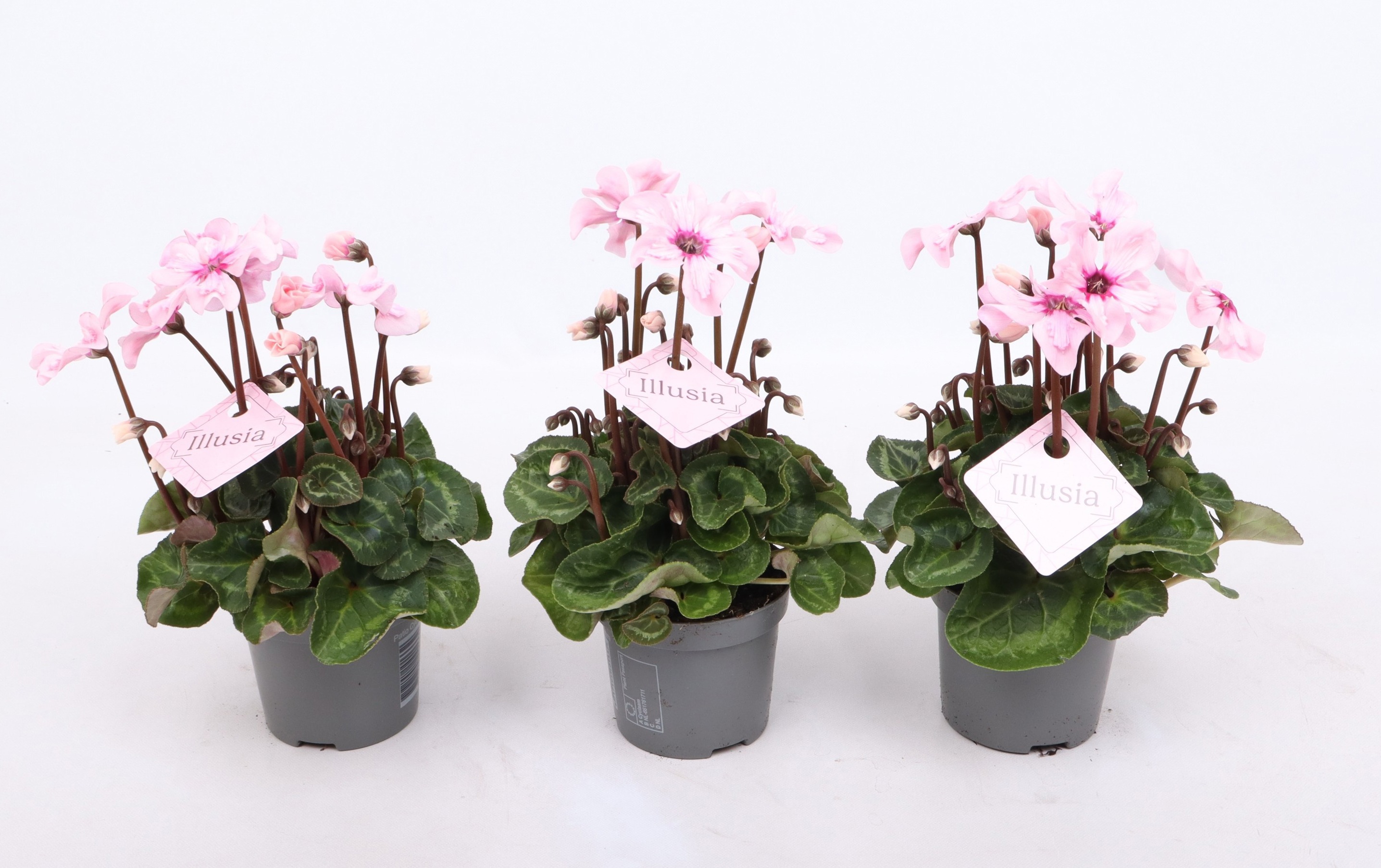 Cyclamen Illusia Light With Eye 9 Cm