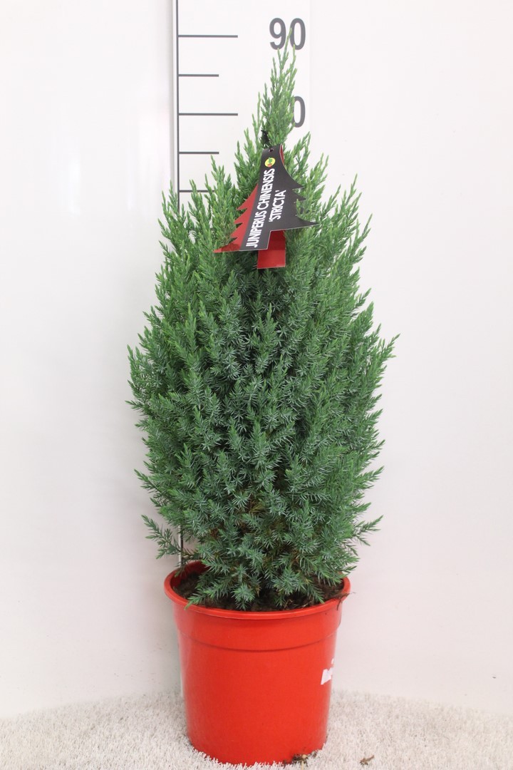 Picture of Juniperus chinensis Stricta P24 (6 Ltr) 85CM-INC-POT/POTGROWN