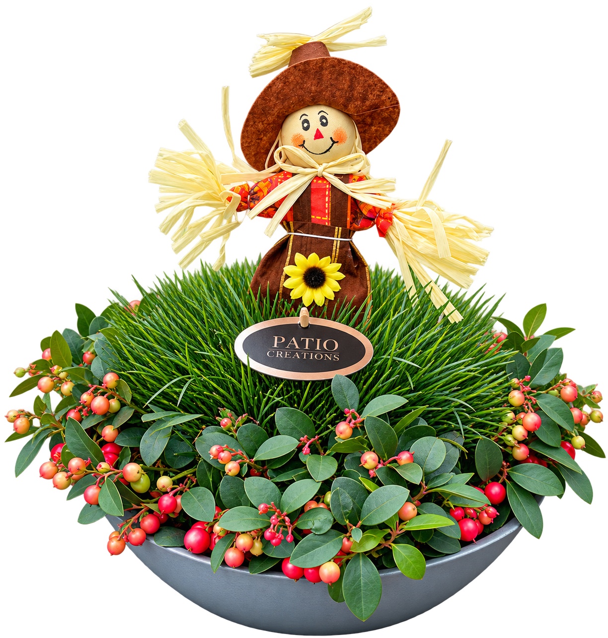 Festuca GLF602SC Gaultheria- Festuca Scarecrow zink schaal