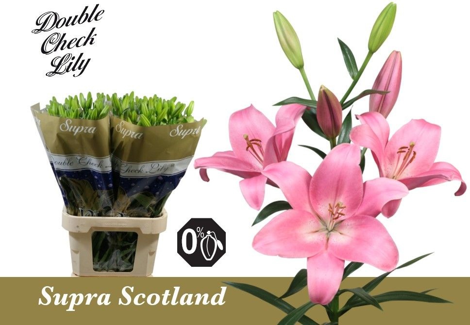 Li La Scotland